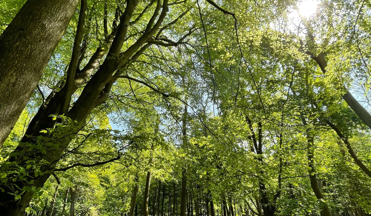Post Image